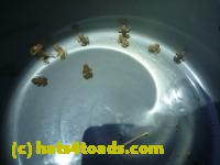/home//u458753944/public_html/sourcegallery//Roxborough Toad Detour/2013-2019/2013/2013-06-03/P1120613.JPG